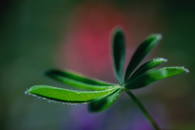 El follaje saludable de Schefflera mantiene un color verde intenso.