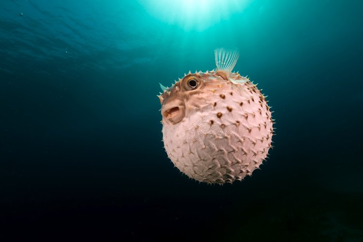Los peces globo saltan fuera del tanque si son mantenidos en acuarios.