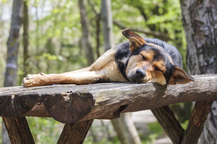 No asustes a un perro que duerme.