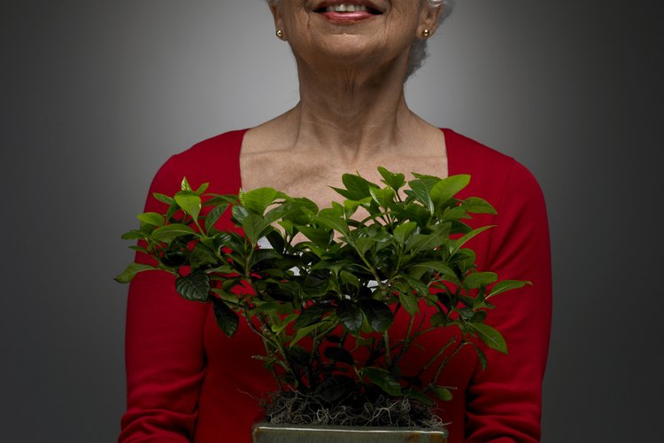 Con el esmerado cuidado, algunas plantas de interior sobreviven a sus propietarios.