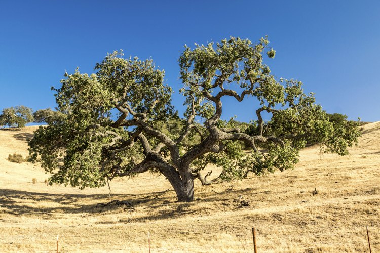 Roble vive en California.