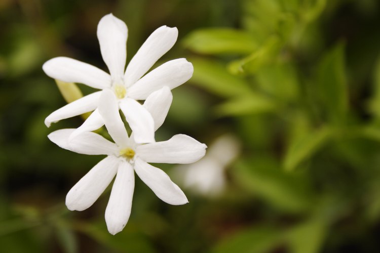 La jasminum tortuosum es una especie de flores de jazmín que florecen durante todo el año.