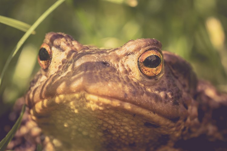 Aquí te mostramos cómo cuidar de una rana albina.