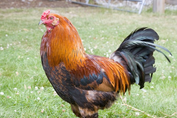 Una desplumadora de pollo es un dispositivo mecánico usado para retirar rápidamente las plumas de un pollo antes de destazarlo.
