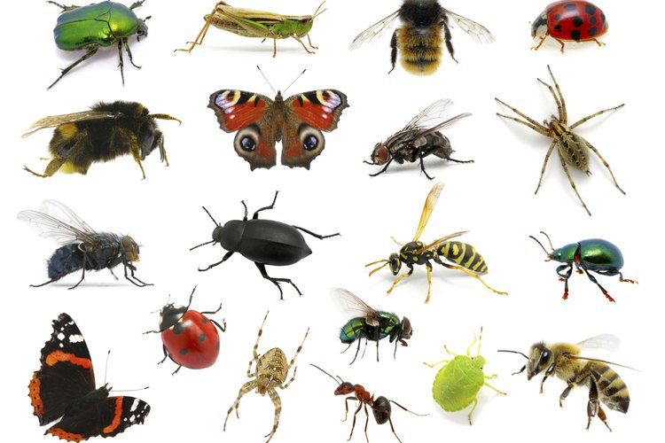 La mayoría de las personas saben cómo luce una mosca, un ciempiés, una pulga o una hormiga.