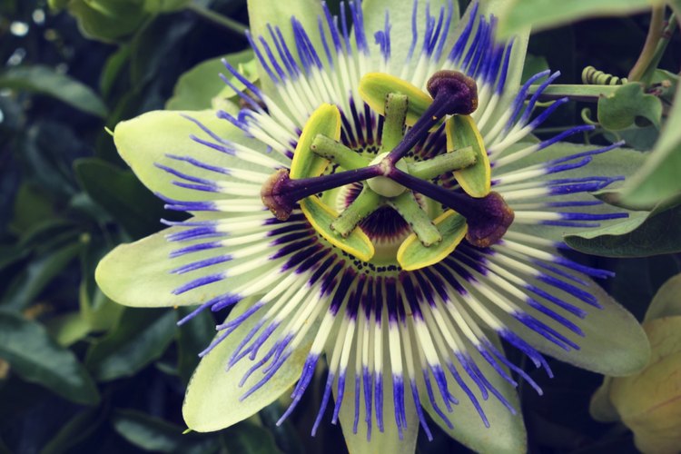 Al contemplar una hermosa y exótica flor de la pasión en un jardín, muchas personas quedan atónitas de saber que se trata de una hierba común.