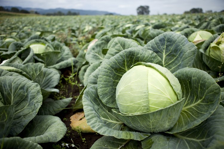 Las orugas de la cole se alimentan de las hojas en los cultivos de crucíferas.