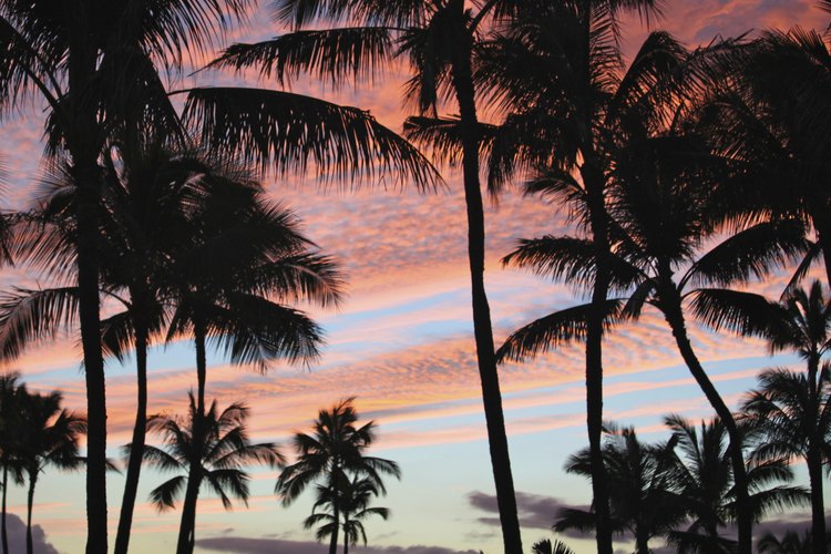 Los cocoteros contra el atardecer hawaiano.