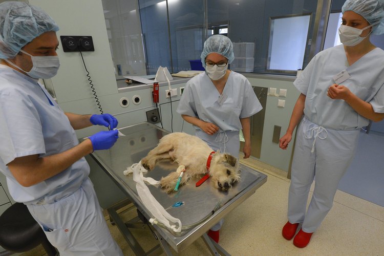 Los puntos calientes graves o severamente infectados pueden requerir la visita de un veterinario.