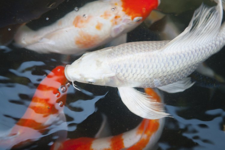 Debes mantener a los peces dorados en interiores durante el invierno y luego colocarlos en estanques de jardín durante los meses cálidos.