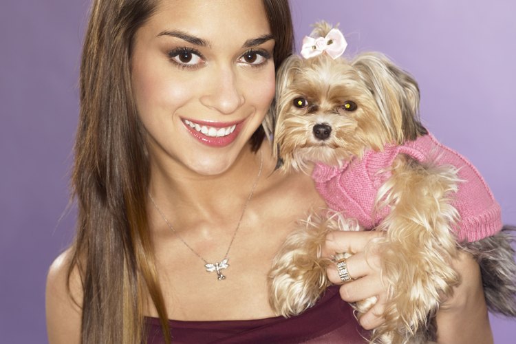 Algunos Yorkshire terriers tienen orejas caídas u orejas que no están erguidas, pero aún así pueden ser mascotas felices y sanas.
