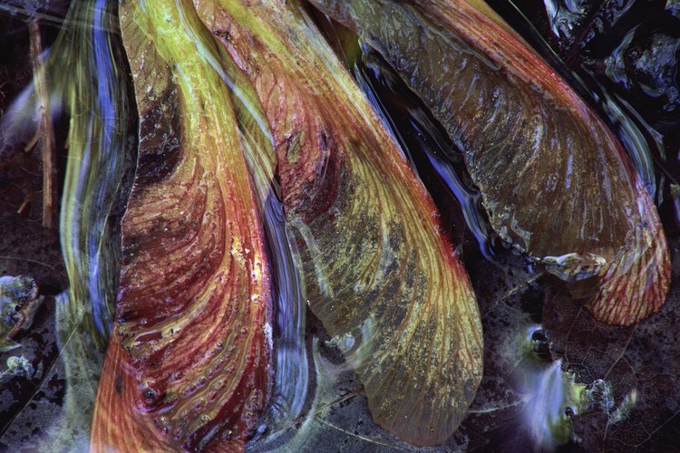 Las semillas samara maduras de un arce.