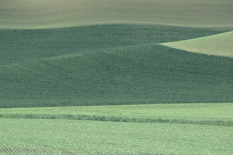 Plantar lentejas reduce la necesidad de depender de fertilizantes nitrogenados sintéticos.