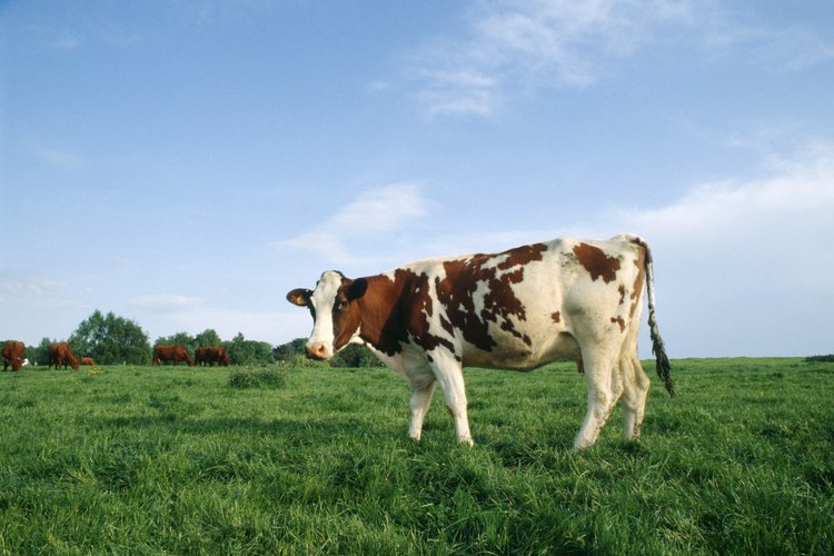 La vaca se separa de la manada antes de parir.