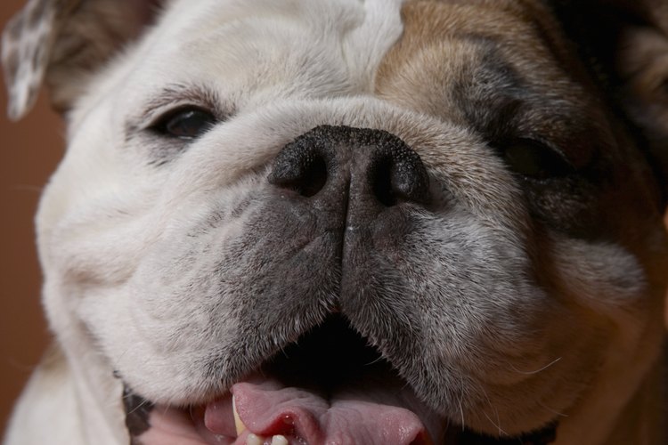 Los bulldogs ingleses deben ser alimentados y cuidados apropiadamente.