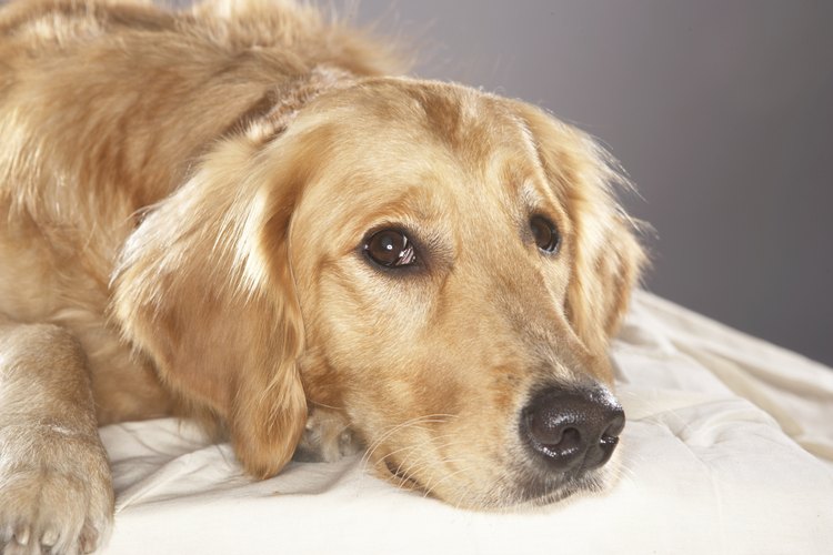 Las infecciones en los perros deben ser tratadas con antibióticos.