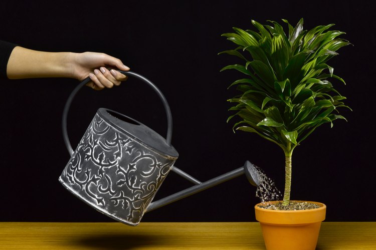 Construye un sistema de riego automático hoy para que puedas disfrutar tus vacaciones sin preocuparte por tus plantas favoritas.