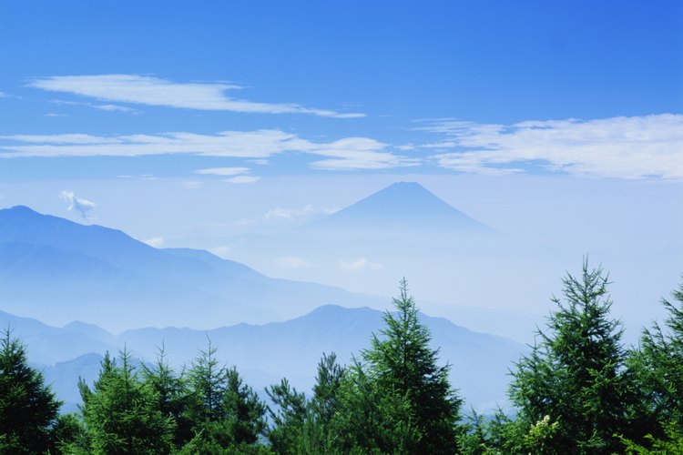 Plantas de hoja perenne frente al Monte Fuji.