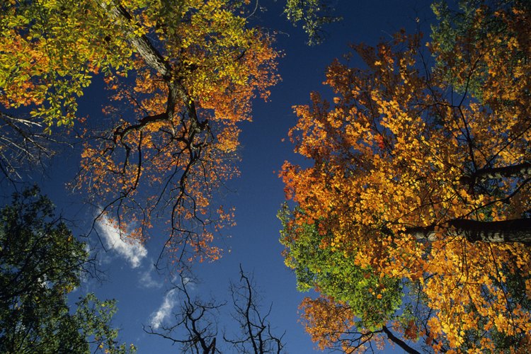 El arce de azucarero es muy apreciado por sus colores de otoño.