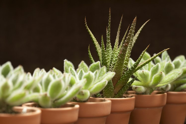 Las suculentas pueden cultivarse sin problemas como plantas de interior.
