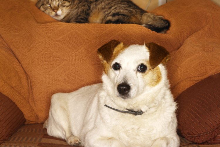 Los gatos y perros reaccionan a los desastres naturales con comportamientos antisociales.