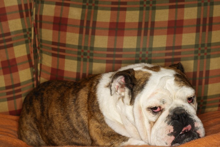 Los perros también pueden tener laringitis.