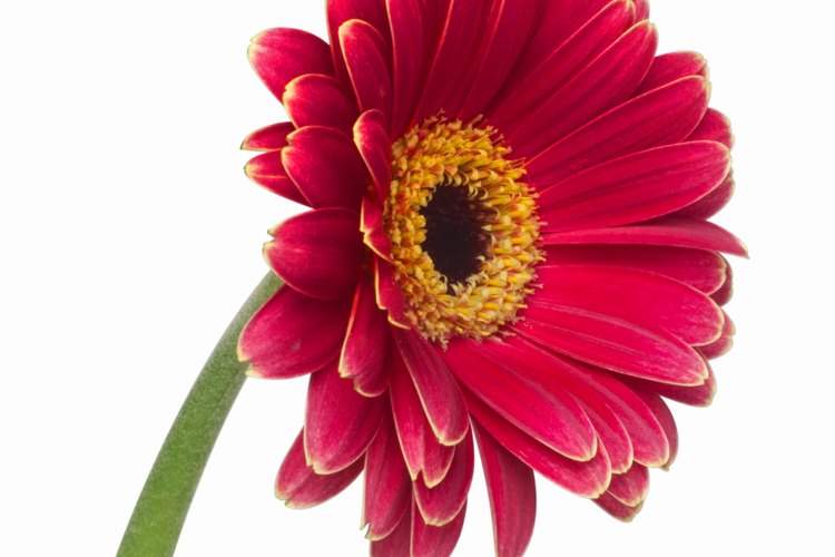 Puedes plantar algunas flores cortadas.