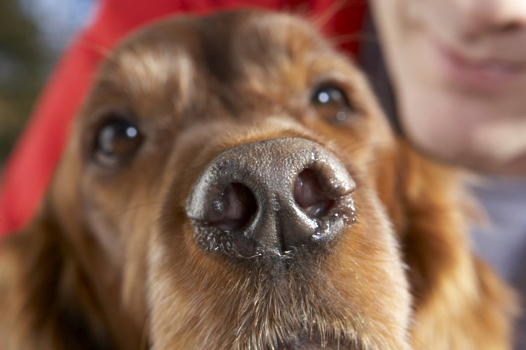 Coloca unas gotas de solución salina para ayudar a aliviar el malestar de la sinusitis en tu perro.