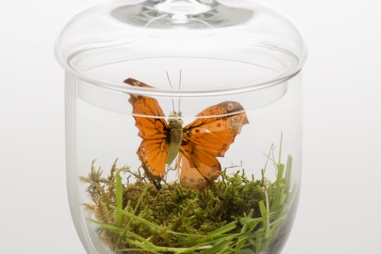 Los jóvenes amantes de insectos disfrutarán de los proyectos de manualidades de temas de insectos.
