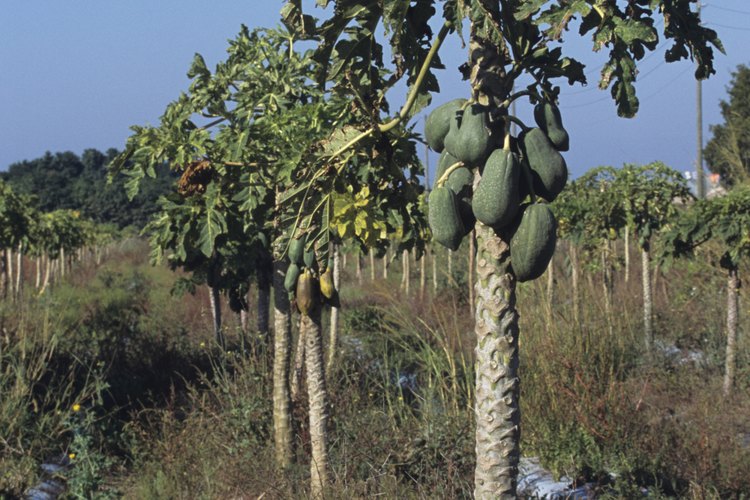 Las plantas de papaya generalmente necesitan ser reemplazadas cada cuatro años.