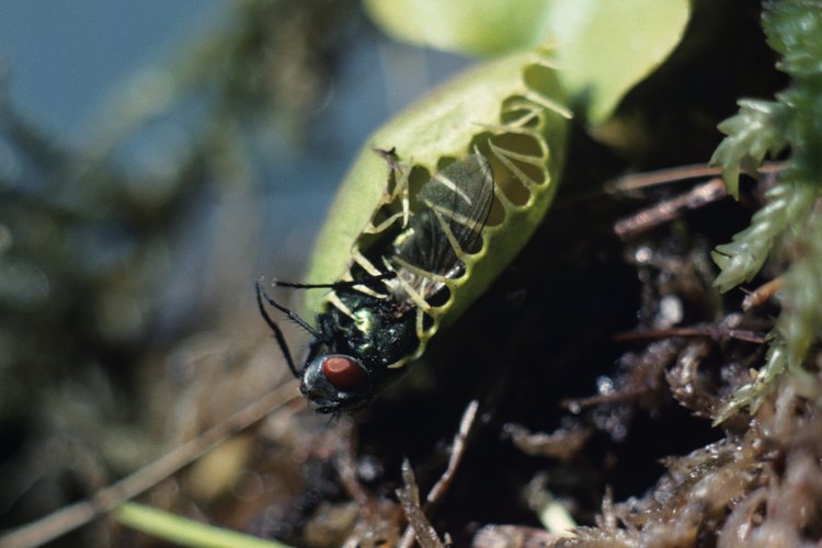 Las plantas carnívoras pinguicula crecen en climas templados de América del Norte.