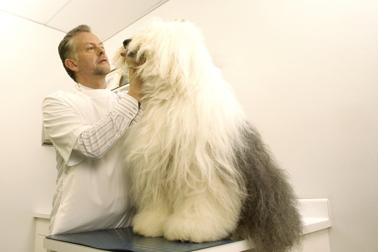 Herpes labial en los perros.