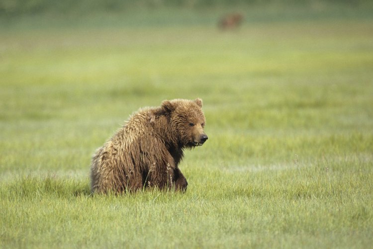 Alaska tiene una abundancia de animales terrestres de gran tamaño.