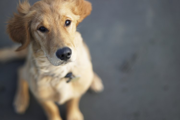 ¿Es el aloe vera tóxico para los perros?