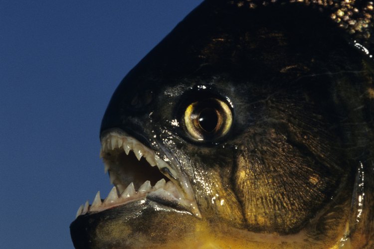 Los peces Dragón, también llamados gobio dragón y gobio violeta, pueden crecer hasta 2 pies (60 centímetros) de largo.