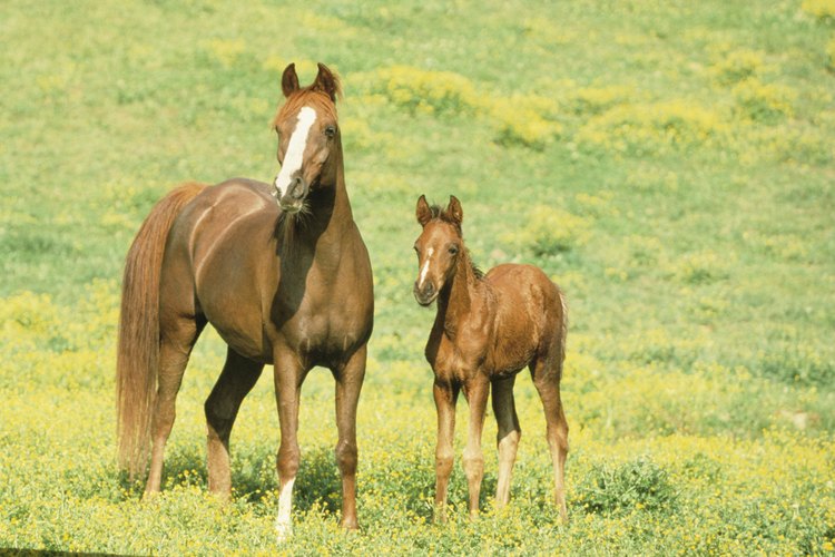 Aunque parezcan iguales los pura sangre registrados valen más que los caballos que no están registrados.