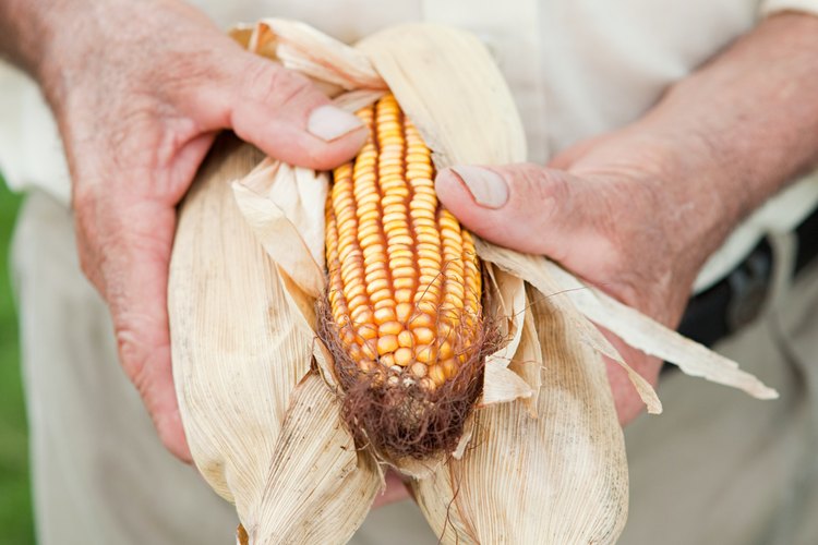 Las variedades de maíz dulce de maduración temprana producirán una mazorca por planta.