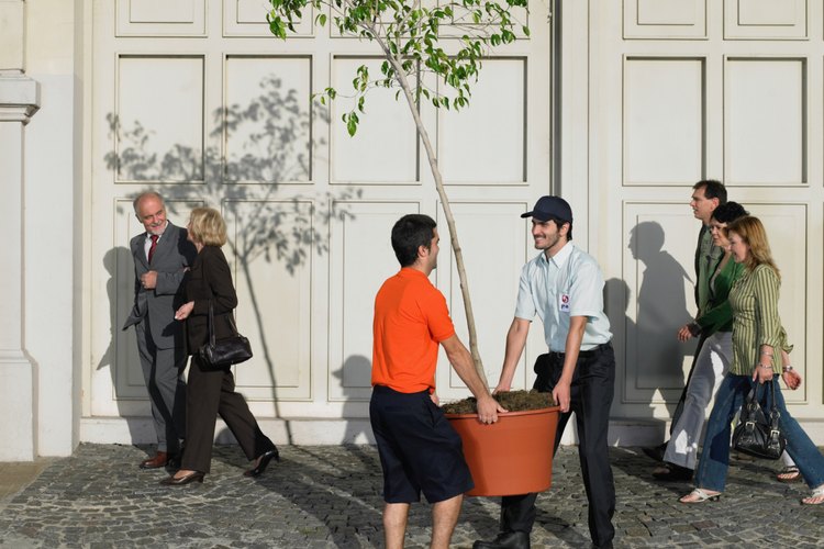 Si no es posible trasladar el árbol a otro lugar puedes utilizar la técnica del clavo de cobre.