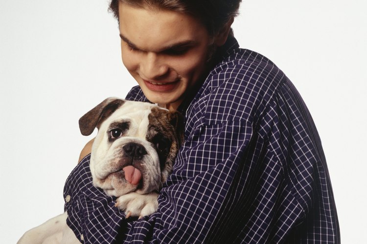 Los bulldogs tienen una cara delicada y pueden tener problemas médicos.