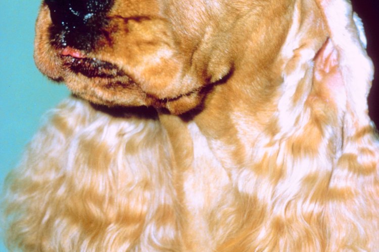 Los perros que tienen orejas blandas son los que son más proclives a las orejas secas y otros problemas relacionados con ellas.
