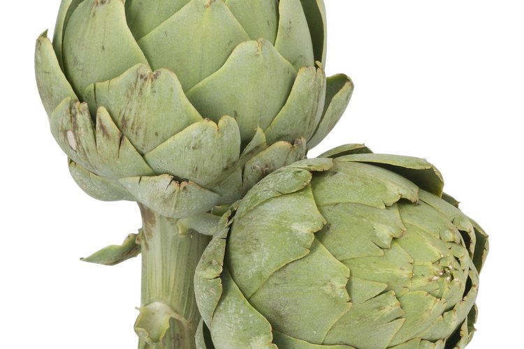 Las hojas de alcachofa son en realidad bractas que rodean la estructura interior de la flor.