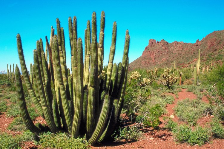 Aprende la manera de hacer crecer rosas de desierto desde las semillas.