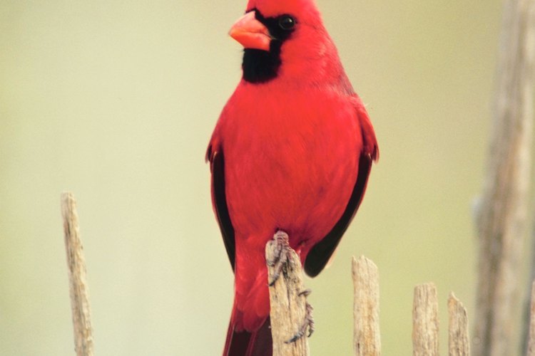 Los cardenales y otros pájaros picotean al reflejo que ven en la ventana.
