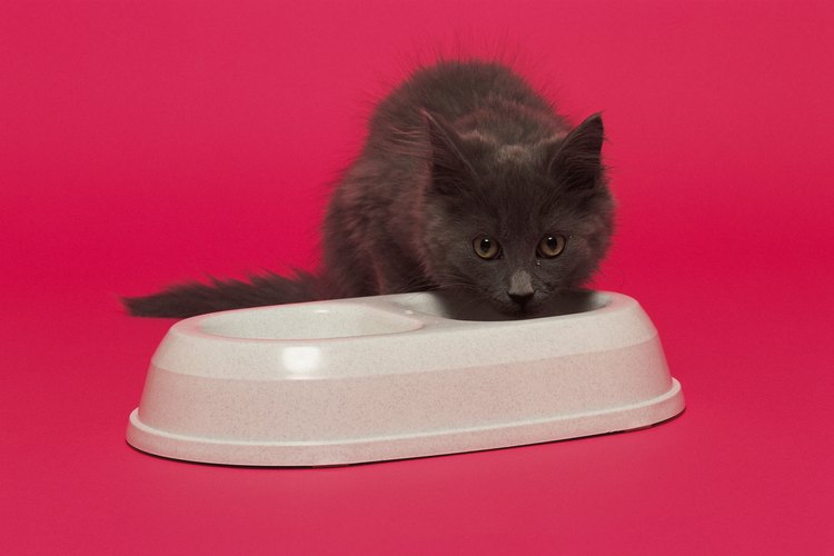 Los dueños de gatos pueden hacer comida saludable en casa para su mascota.