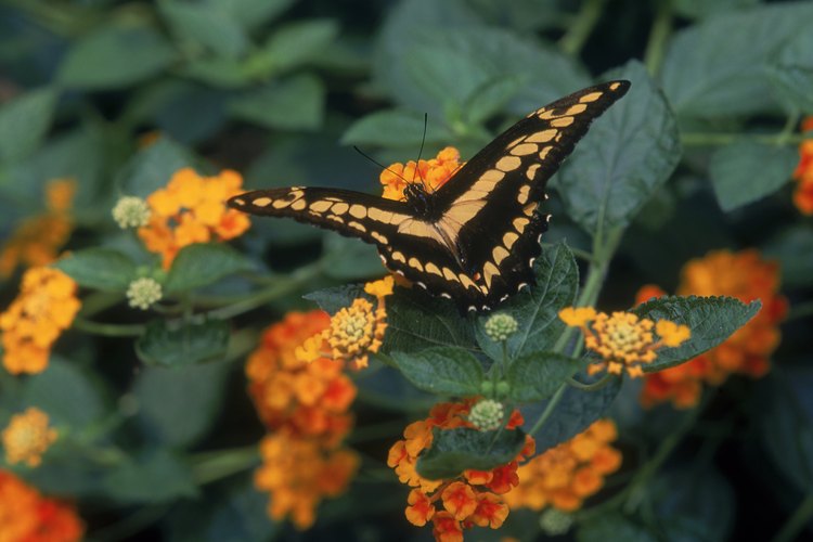 Las flores brillantes de lantana atraen a una variedad de mariposas.