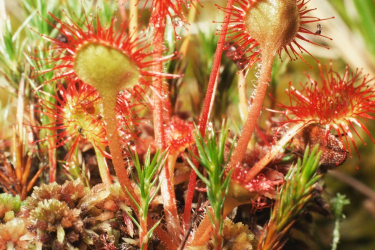 La familia drosera de las plantas carnívoras puede ser encontrada en todos los continentes del planeta.