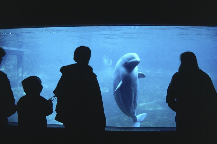 Librar un acuario de amoníaco es importante, ya que los peces sólo pueden tolerar niveles bajos de esta sustancia química.