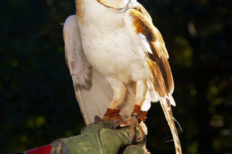Los búhos son cazadores nocturnos que se sabe que atrapan pequeños roedores e incluso mascotas familiares.
