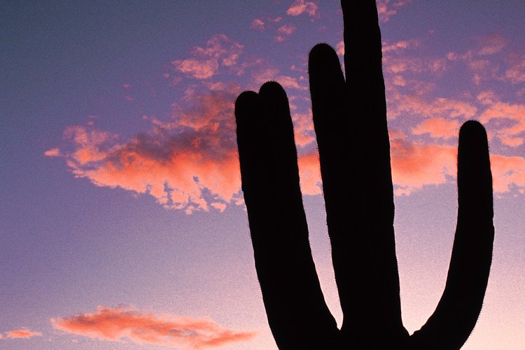 Parque Nacional Saguaro, Arizona.