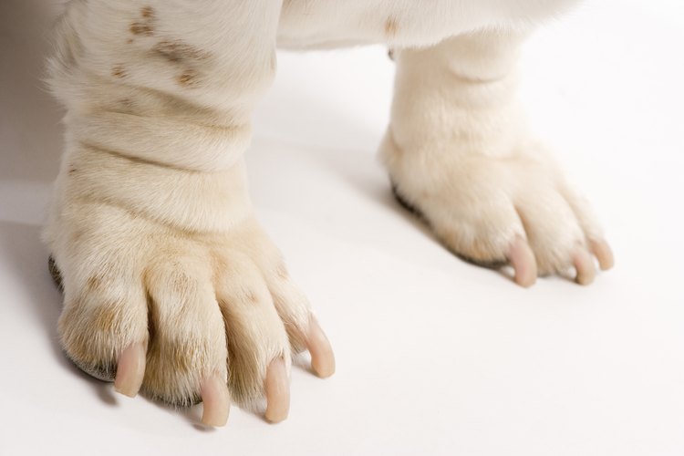 Qué hacer para frenar una hemorragia en la uña de tu perro.